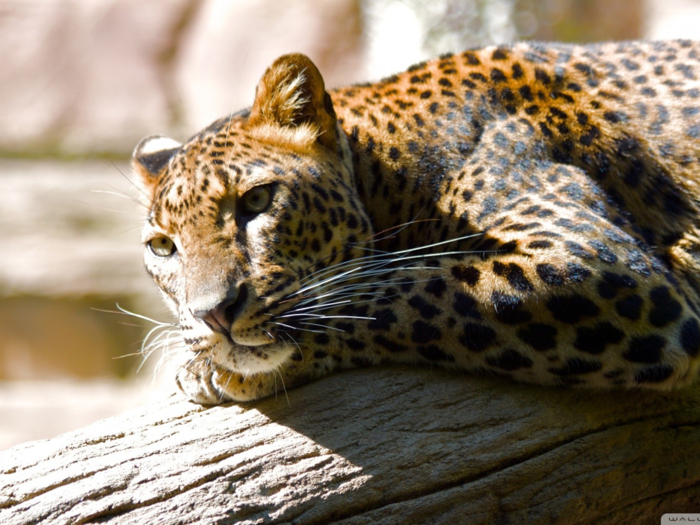 Sfondi Leopard Resting 1400x1050