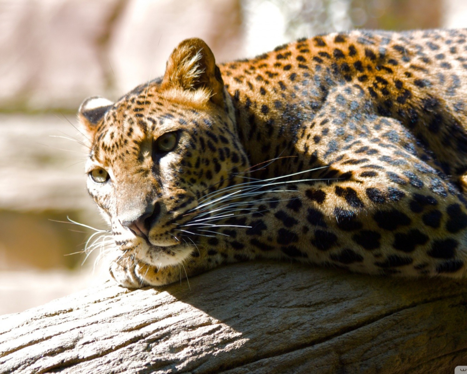 Das Leopard Resting Wallpaper 1600x1280