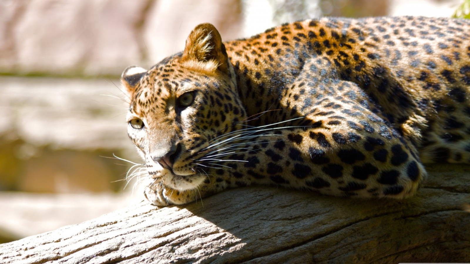 Leopard Resting wallpaper 1600x900
