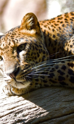 Leopard Resting screenshot #1 240x400