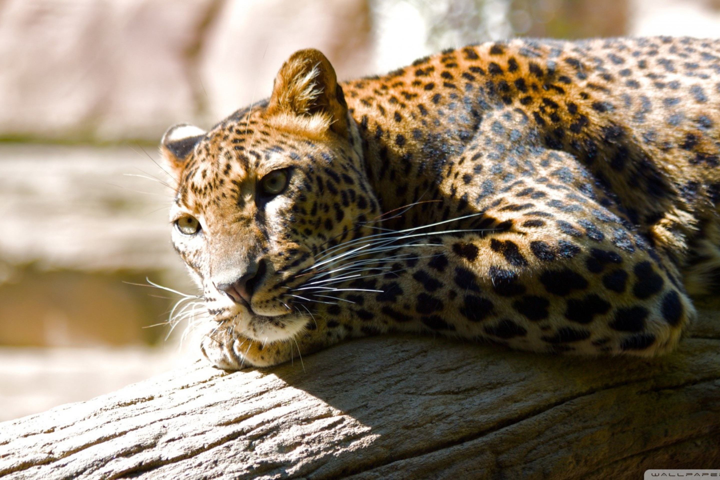Leopard Resting screenshot #1 2880x1920