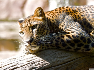Leopard Resting wallpaper 320x240