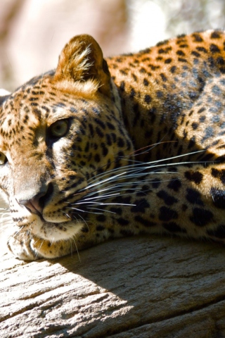 Leopard Resting screenshot #1 320x480