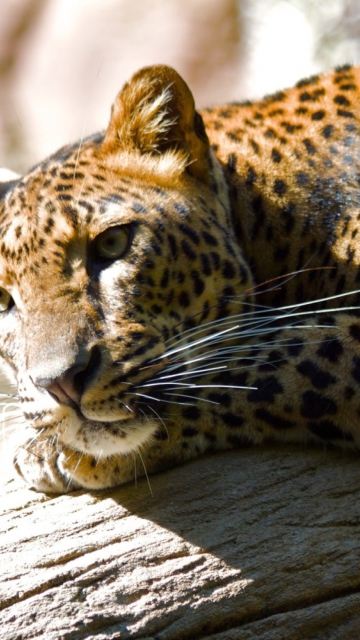Leopard Resting screenshot #1 360x640