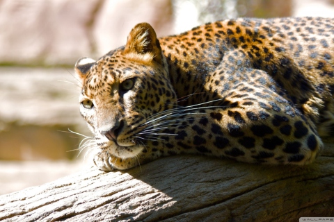 Das Leopard Resting Wallpaper 480x320