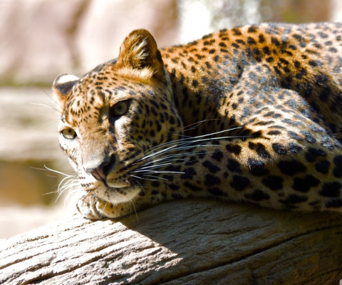 Fondo de pantalla Leopard Resting 480x400