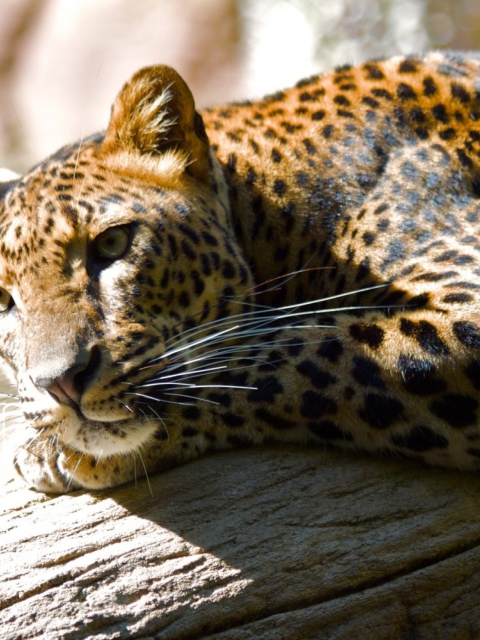Sfondi Leopard Resting 480x640