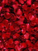 Sfondi Red Rose Petals 132x176