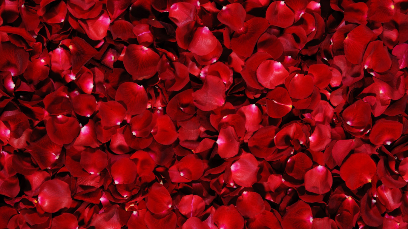 Das Red Rose Petals Wallpaper 1366x768