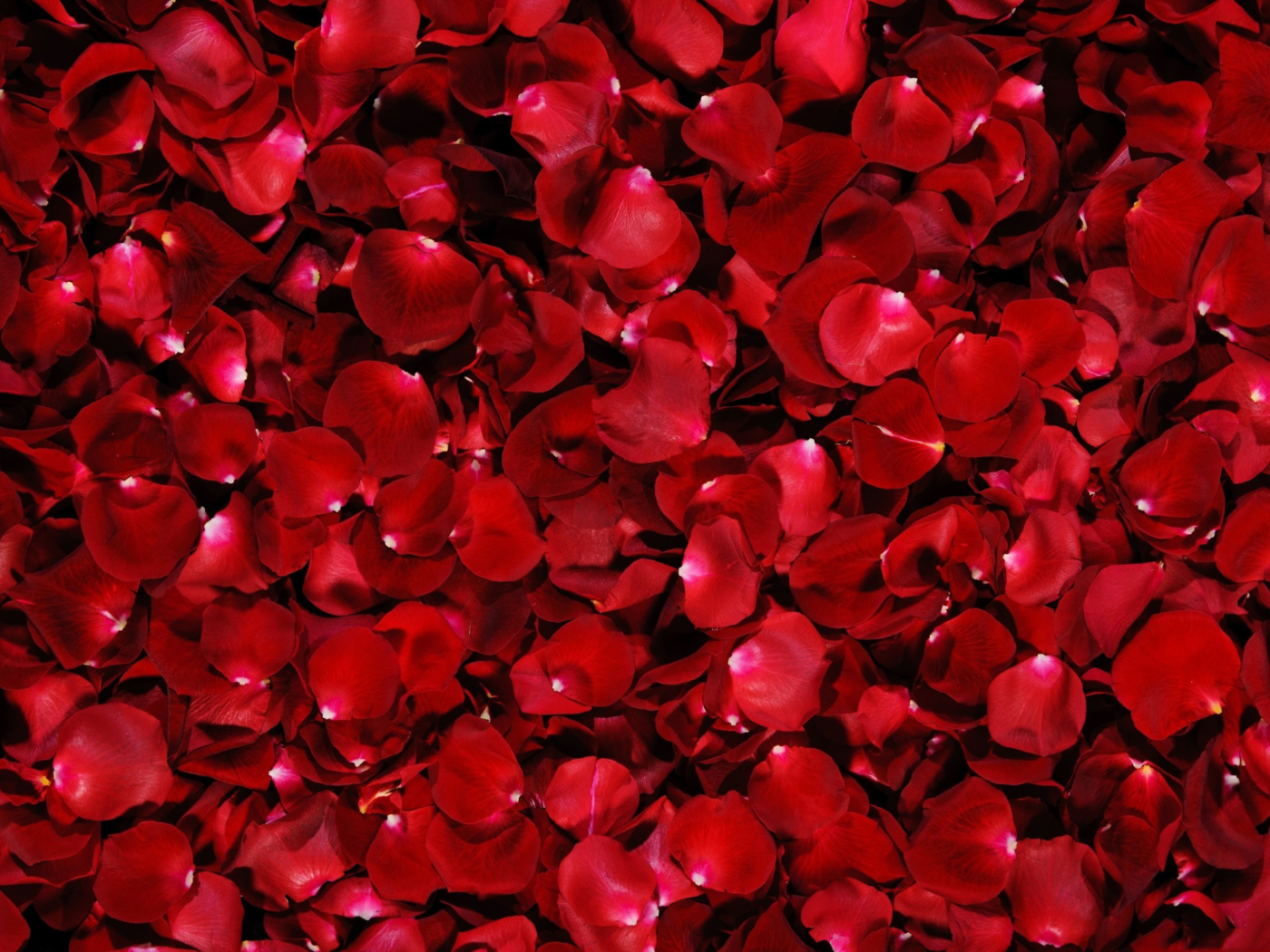 Das Red Rose Petals Wallpaper 1400x1050