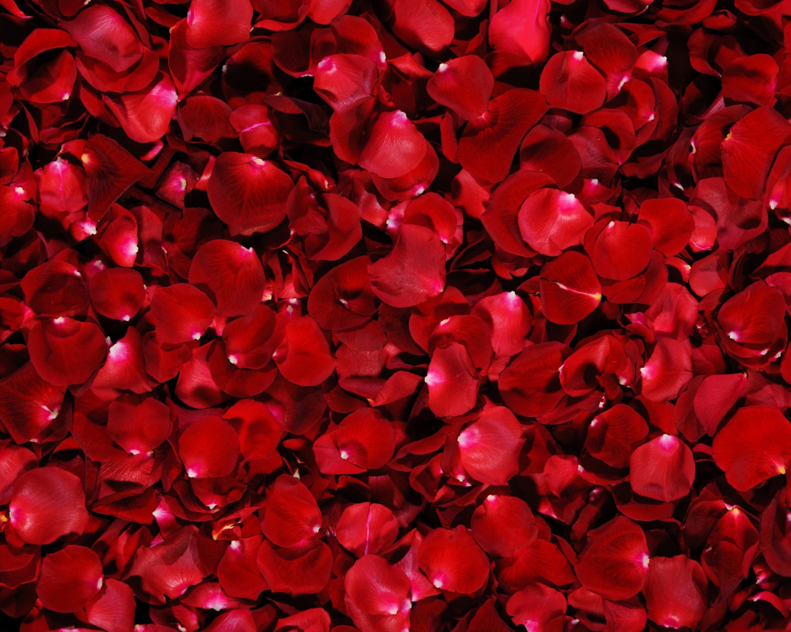 Das Red Rose Petals Wallpaper 1600x1280