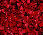 Das Red Rose Petals Wallpaper 176x144