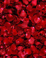 Das Red Rose Petals Wallpaper 176x220