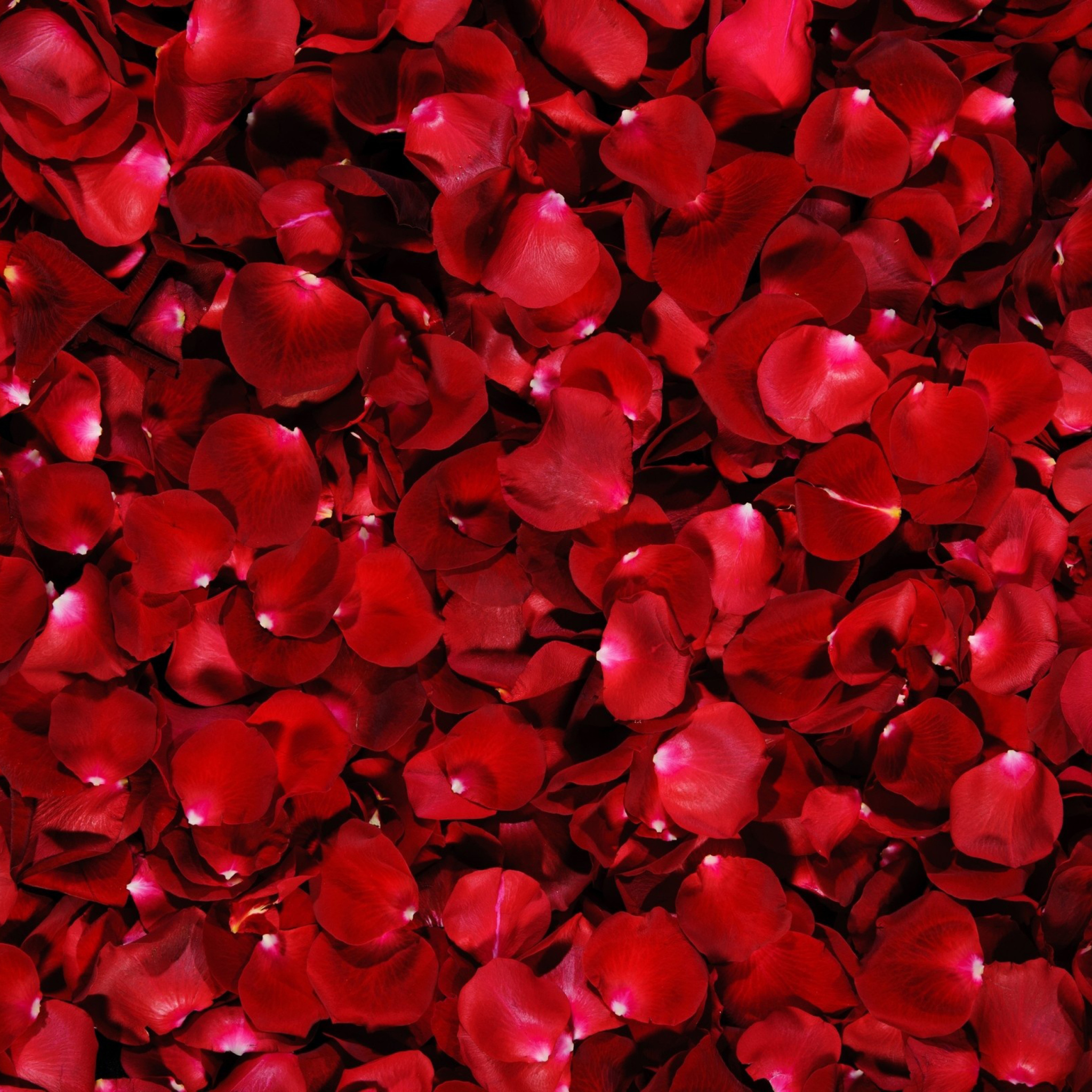 Red Rose Petals wallpaper 2048x2048