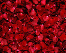 Red Rose Petals wallpaper 220x176