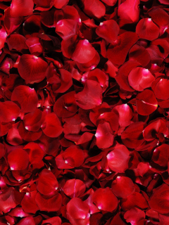 Das Red Rose Petals Wallpaper 240x320