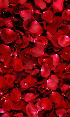 Das Red Rose Petals Wallpaper 240x400