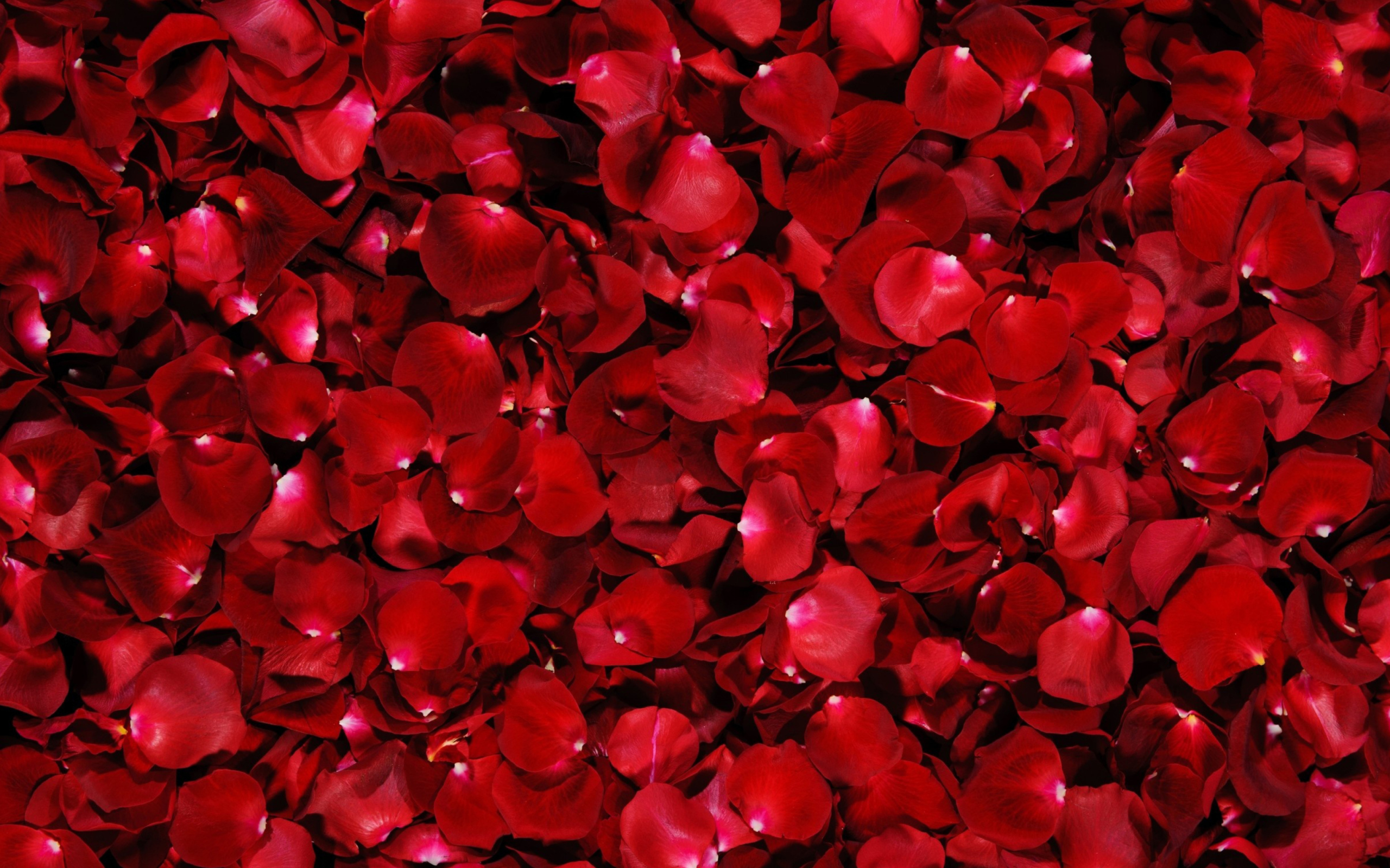 Обои Red Rose Petals 2560x1600