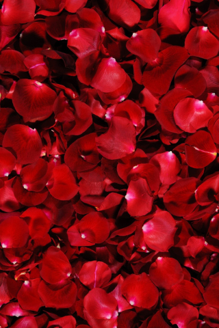Обои Red Rose Petals 320x480