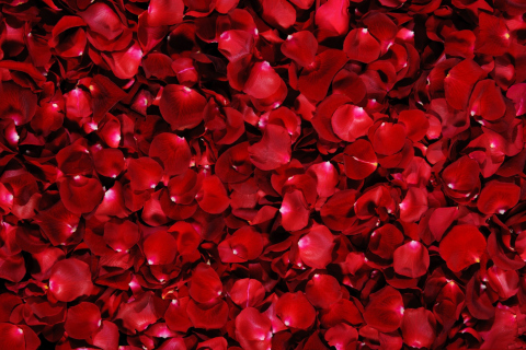 Fondo de pantalla Red Rose Petals 480x320