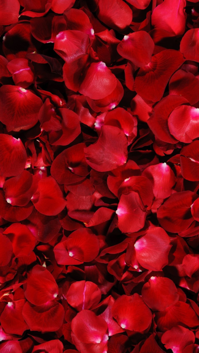 Обои Red Rose Petals 640x1136