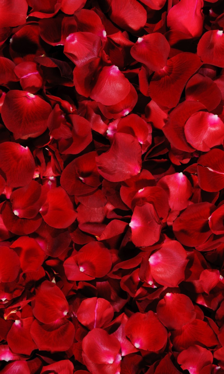 Обои Red Rose Petals 768x1280