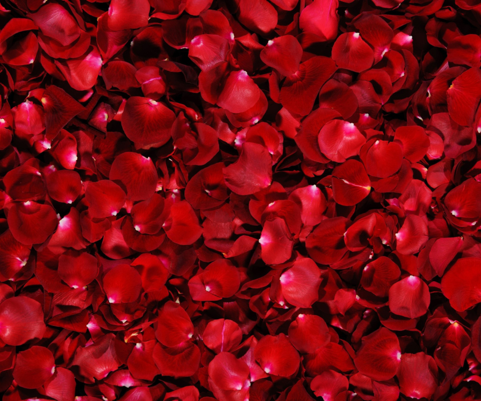 Обои Red Rose Petals 960x800
