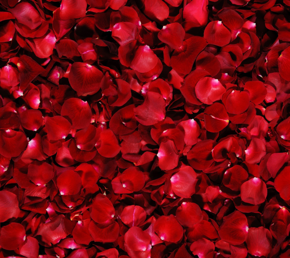 Das Red Rose Petals Wallpaper 960x854