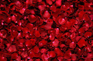 Red Rose Petals - Obrázkek zdarma pro Samsung Galaxy Q