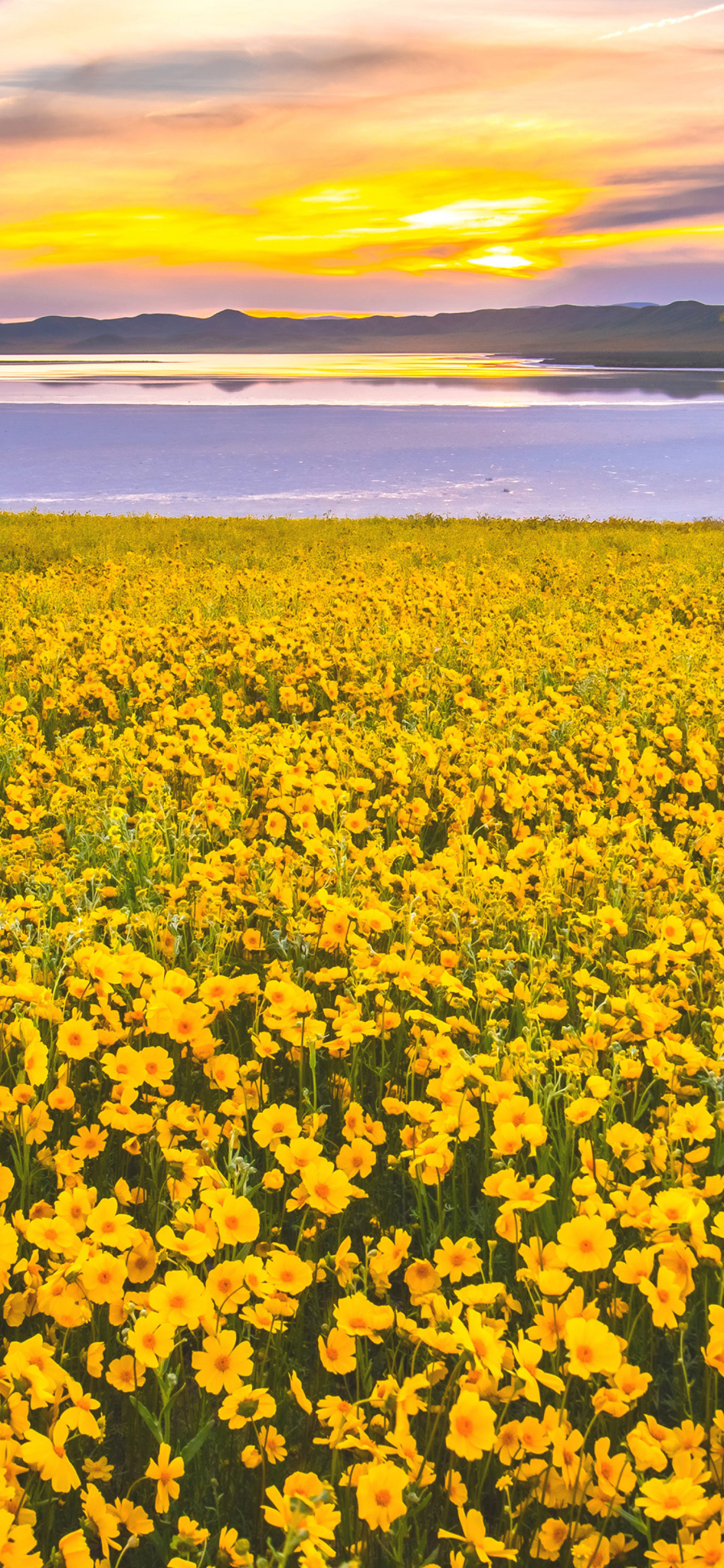 Fondo de pantalla Yellow Wildflower 1170x2532
