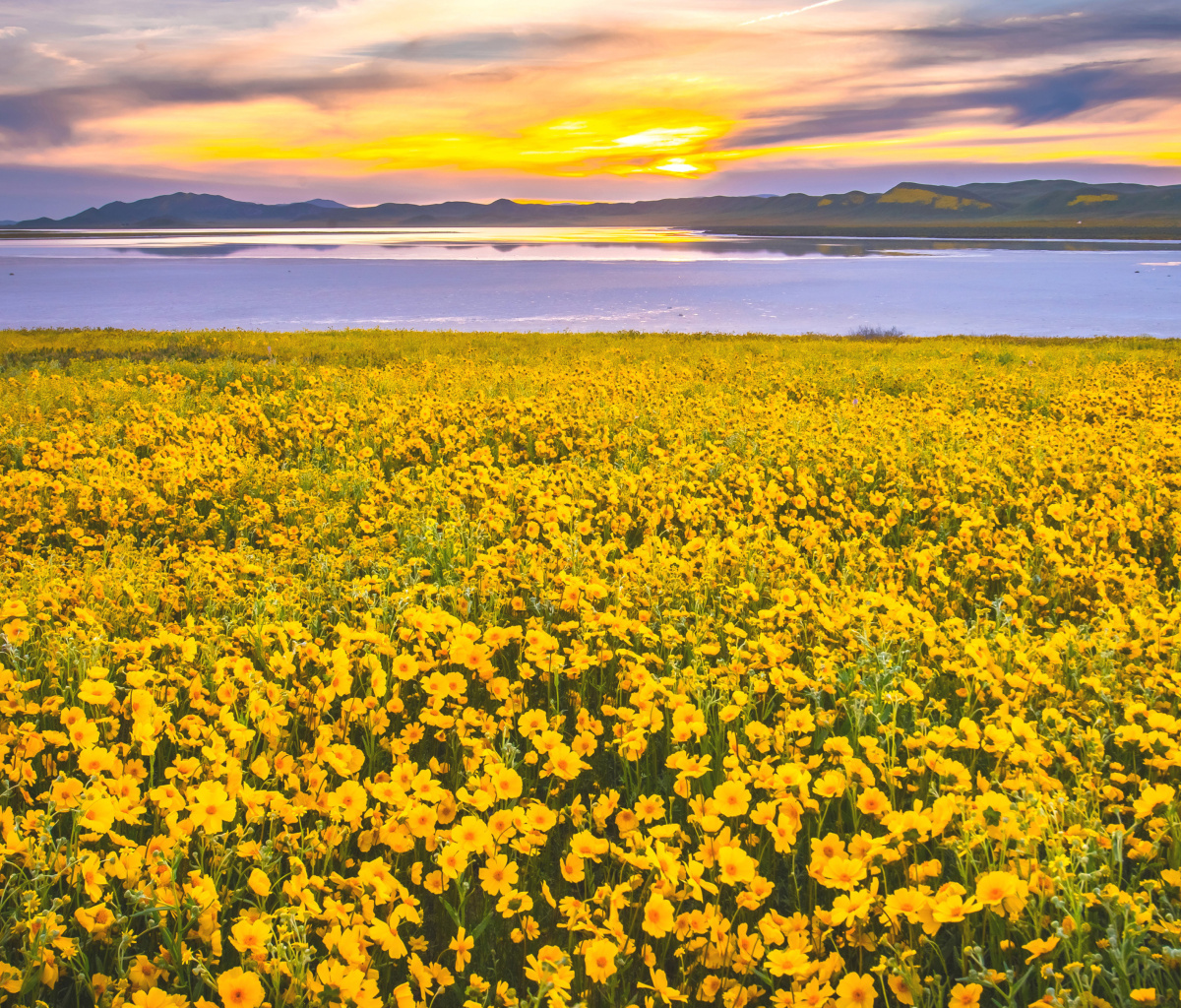 Yellow Wildflower wallpaper 1200x1024