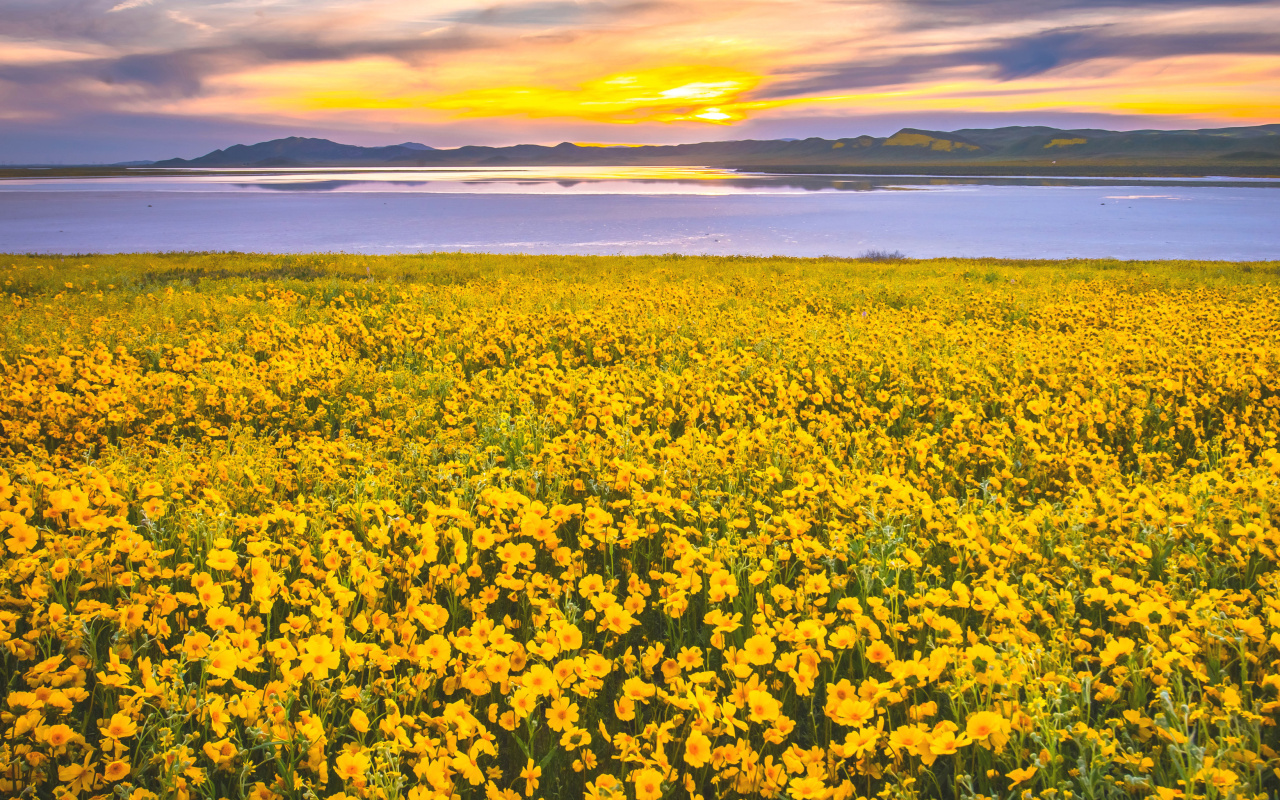 Fondo de pantalla Yellow Wildflower 1280x800