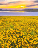 Sfondi Yellow Wildflower 128x160