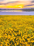 Sfondi Yellow Wildflower 132x176
