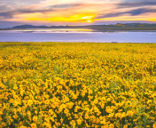 Fondo de pantalla Yellow Wildflower 176x144