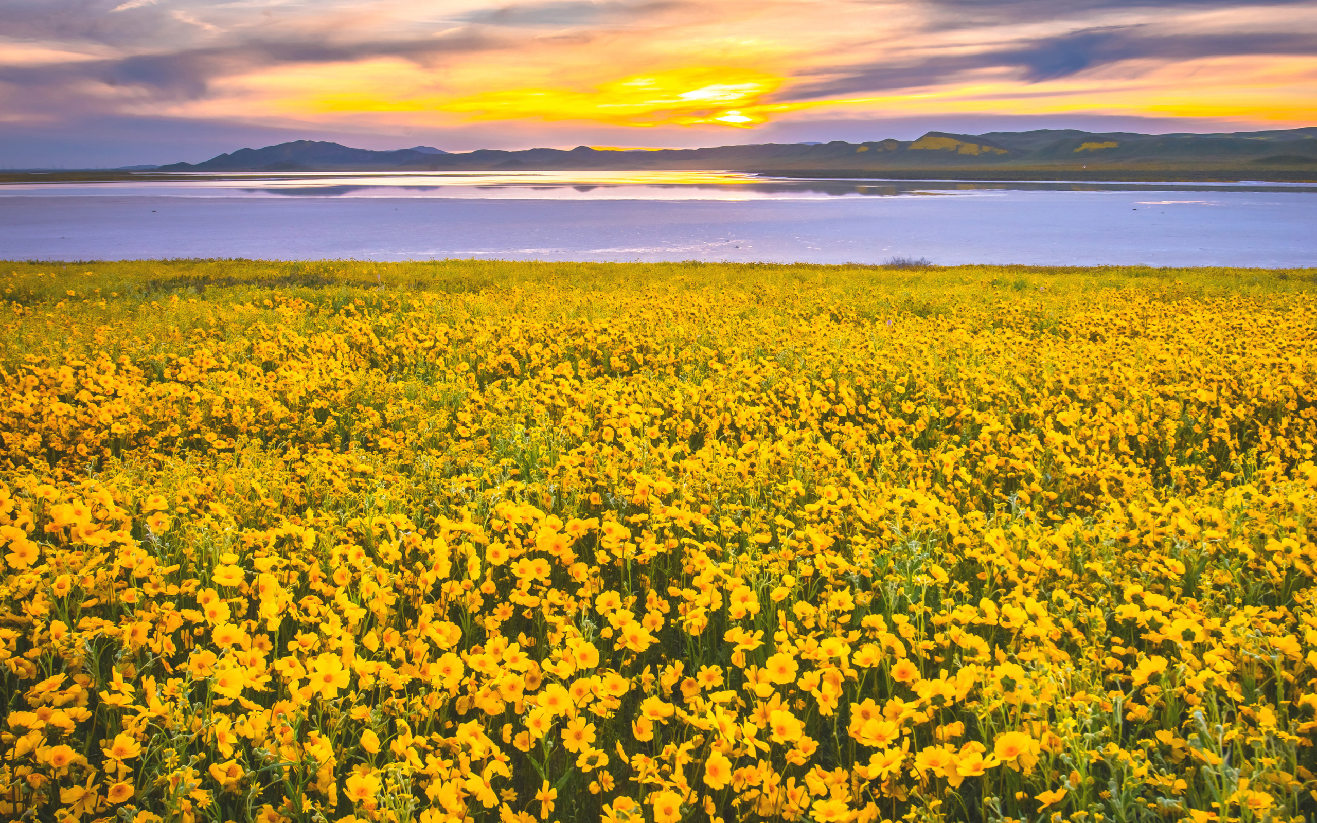 Yellow Wildflower wallpaper 2560x1600