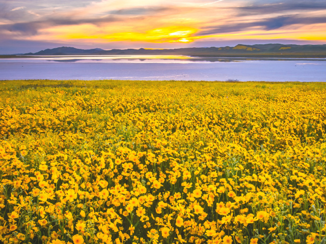 Yellow Wildflower wallpaper 640x480