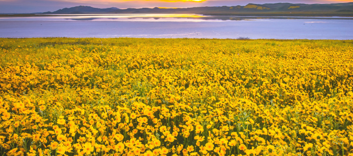 Yellow Wildflower wallpaper 720x320