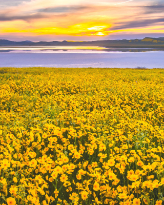 Yellow Wildflower - Obrázkek zdarma pro Nokia Asha 305