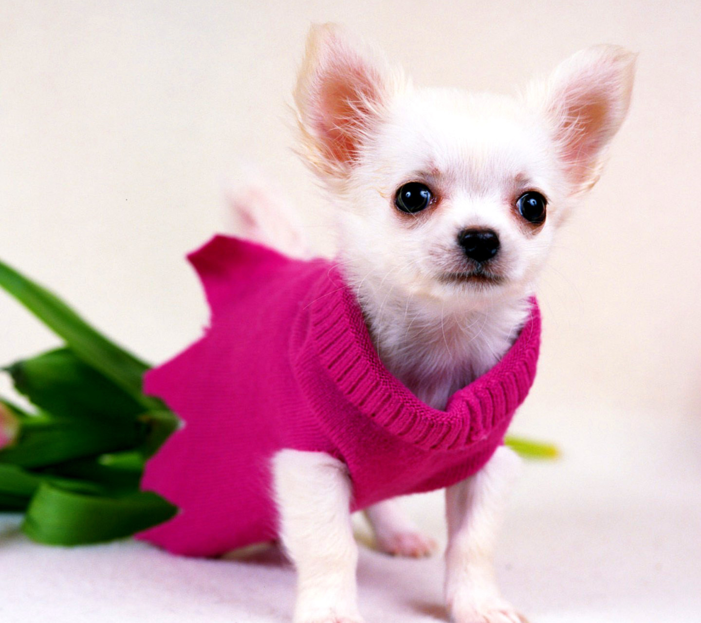 Обои Great Chihuahua 1440x1280