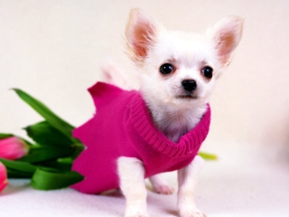 Great Chihuahua wallpaper 320x240