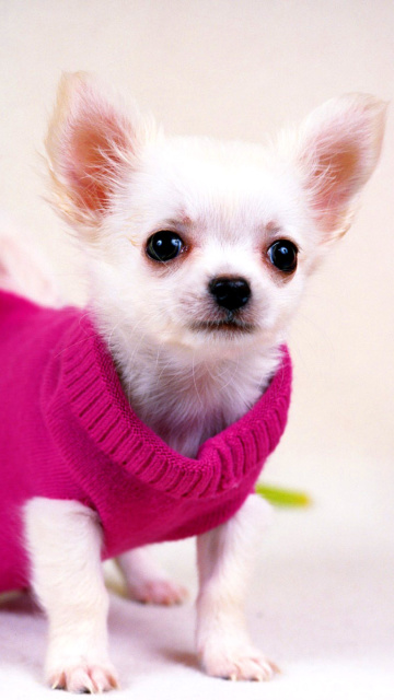 Das Great Chihuahua Wallpaper 360x640