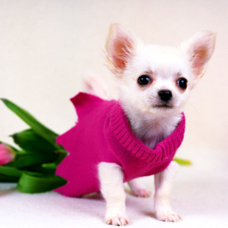 Great Chihuahua - Obrázkek zdarma pro 208x208