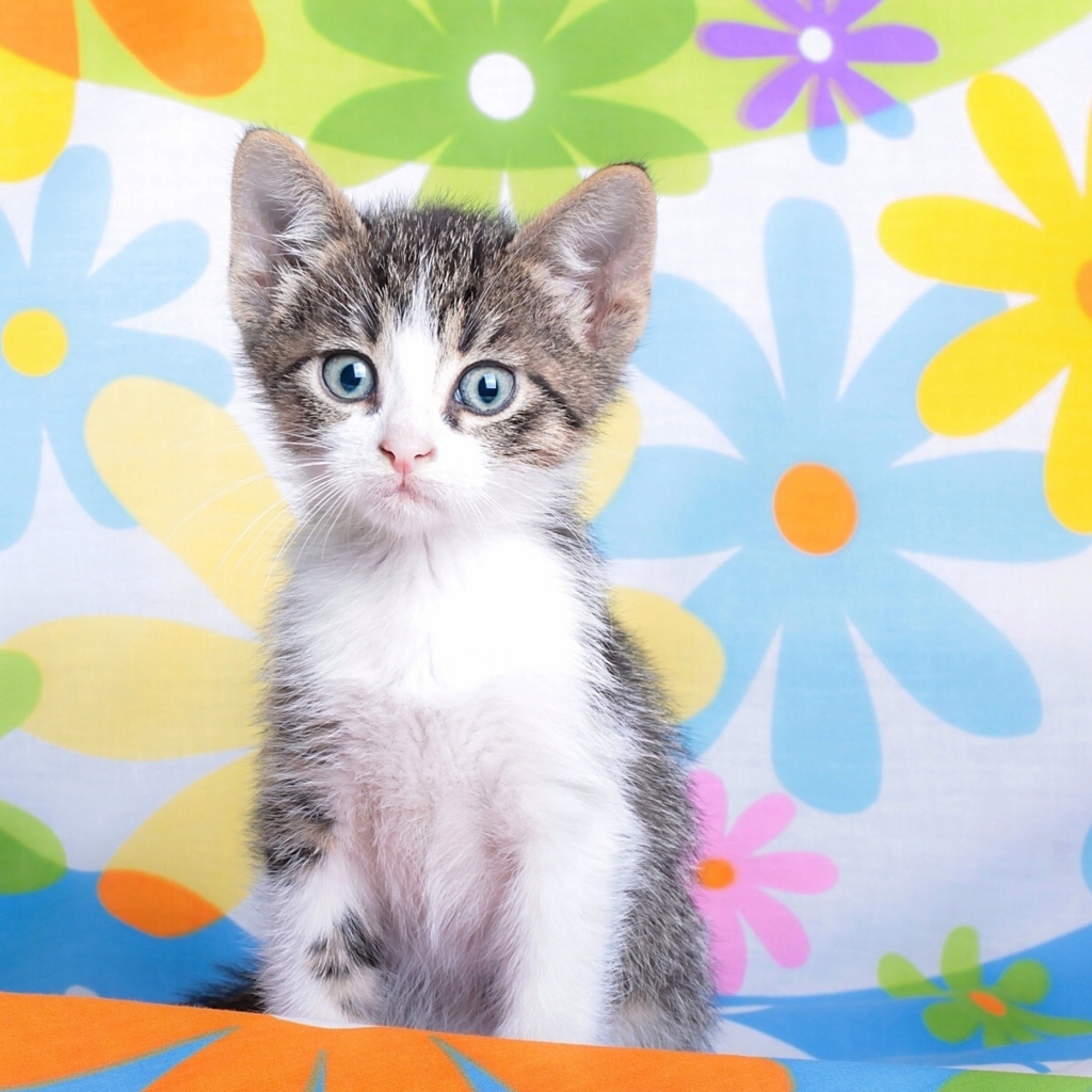 Fondo de pantalla Baby Cat And Flowers 1024x1024