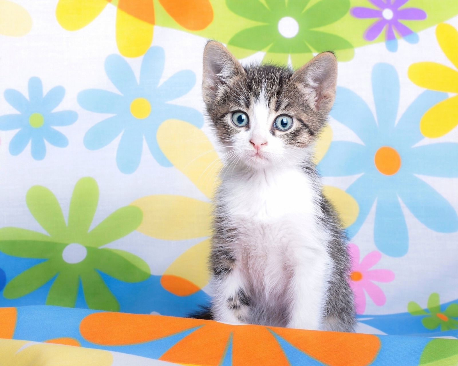 Baby Cat And Flowers wallpaper 1600x1280