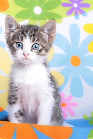 Das Baby Cat And Flowers Wallpaper 320x480