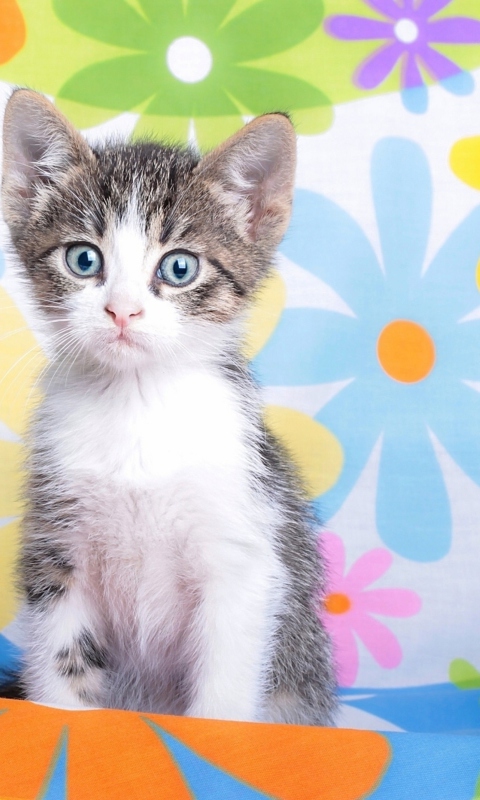 Baby Cat And Flowers wallpaper 480x800
