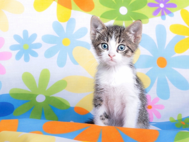Baby Cat And Flowers wallpaper 640x480