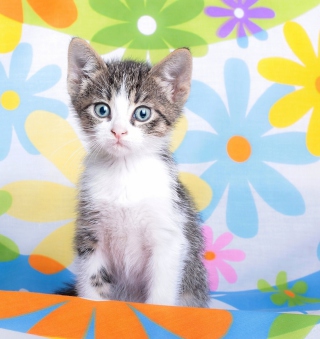 Baby Cat And Flowers Background for 1024x1024