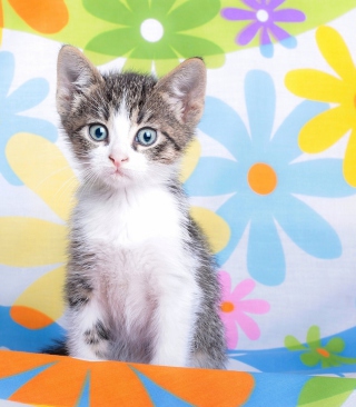 Baby Cat And Flowers - Fondos de pantalla gratis para Samsung Dash
